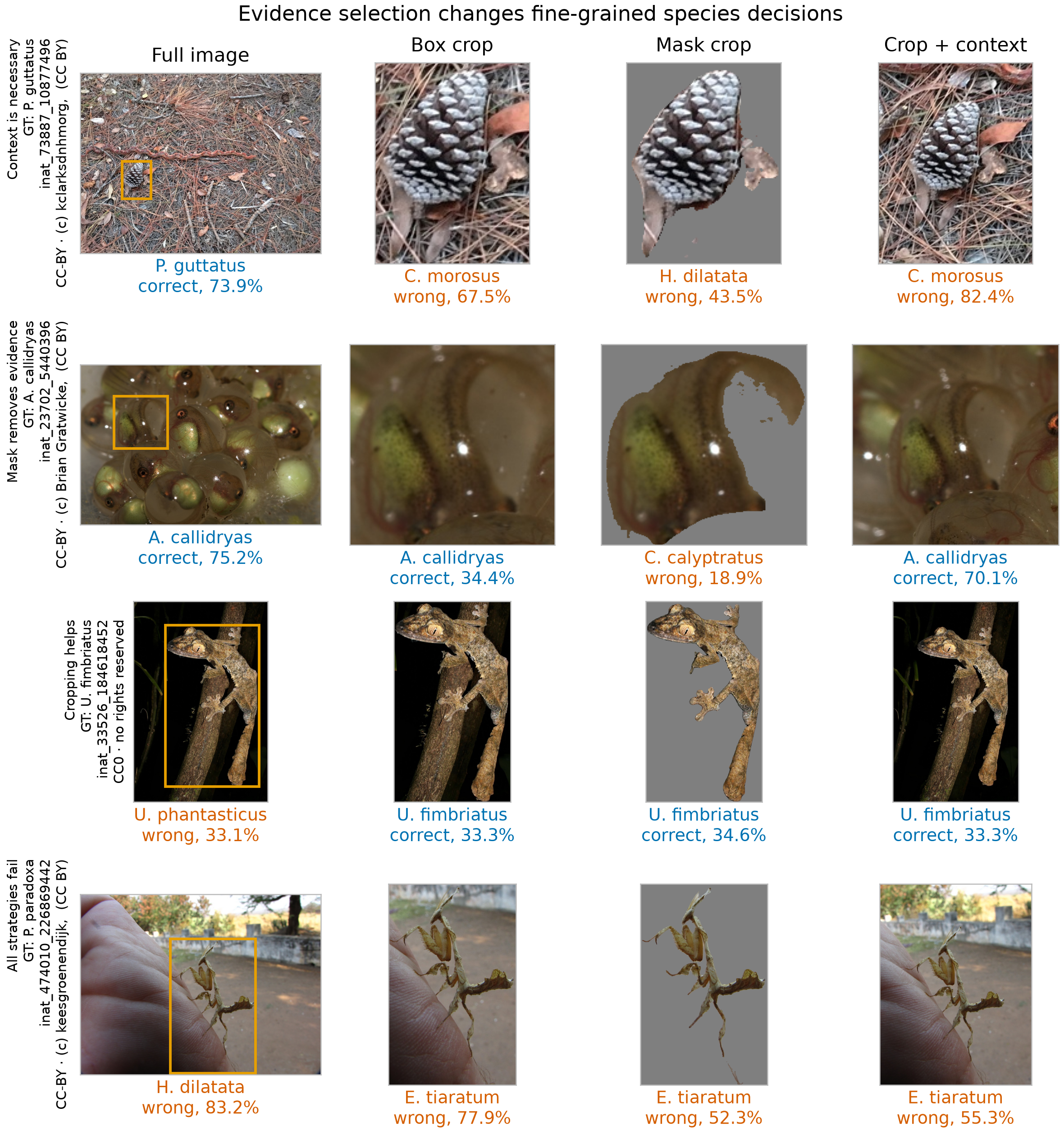 Four iNaturalist examples comparing full image, box crop, mask crop and crop with context